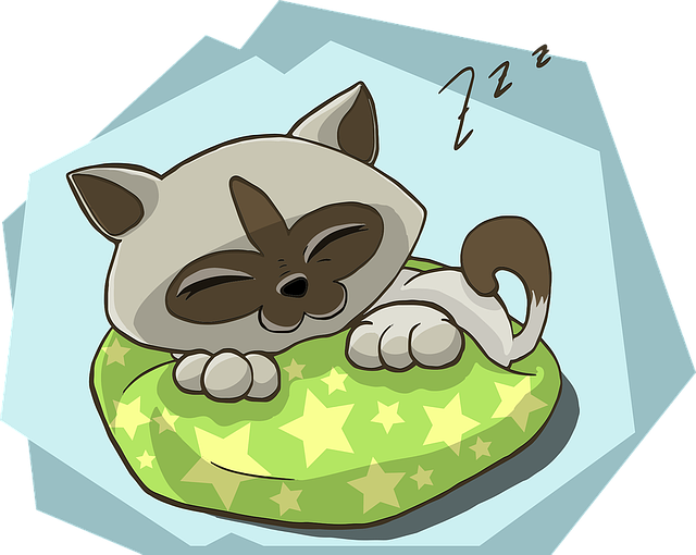 小猫 基蒂 猫 - 免费矢量图形