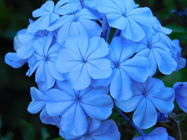 花朵 蓝色的 蓝花 - 上的免费照片