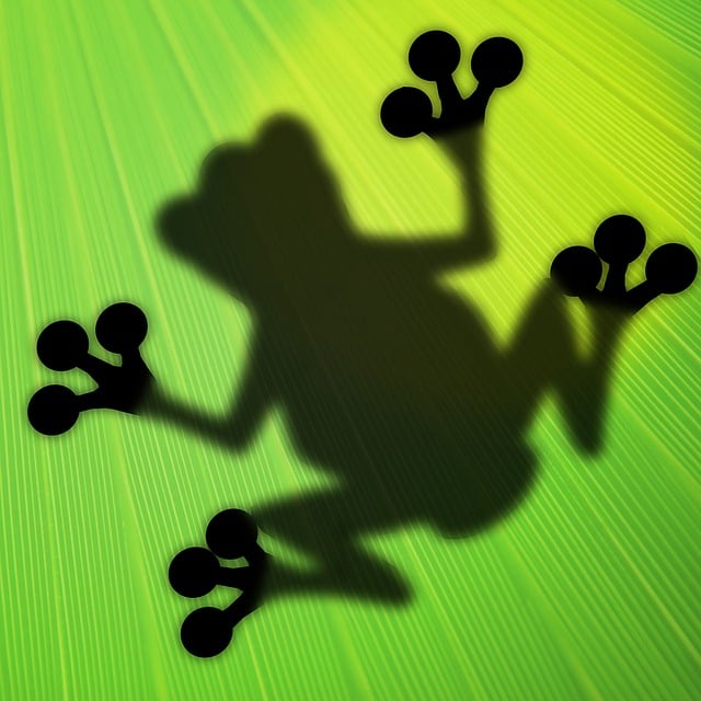 青蛙 植物 叶子 - 上的免费图片