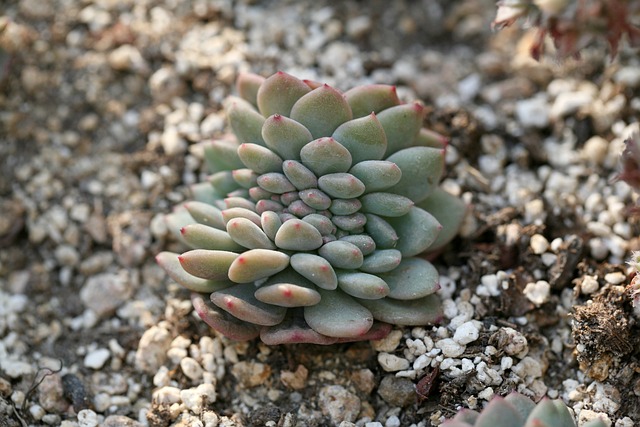 多肉植物 肉质的 肉质植物 - 上的免费照片