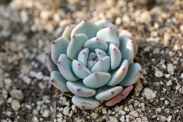 多肉植物 肉质的 肉质植物 - 上的免费照片