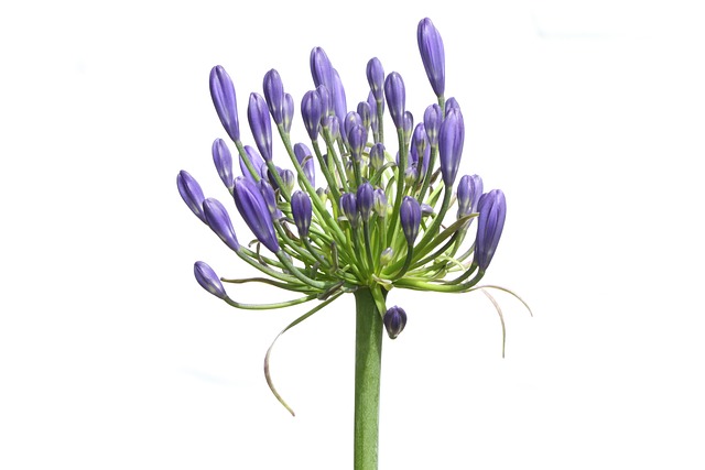 观赏百合 非洲百子花 开花 - 上的免费照片
