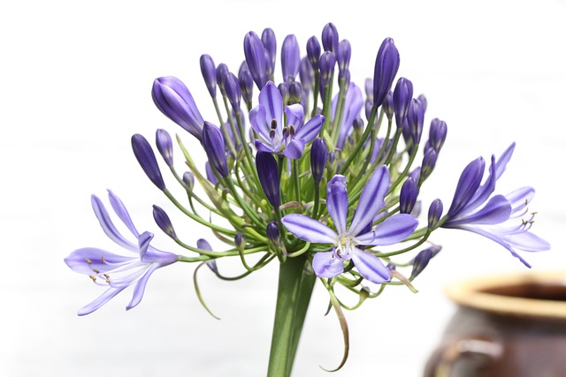 观赏百合 非洲百子花 开花 - 上的免费照片