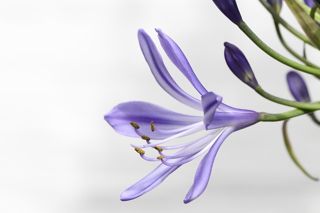 Agapanthus 花 百合 - 上的免费照片