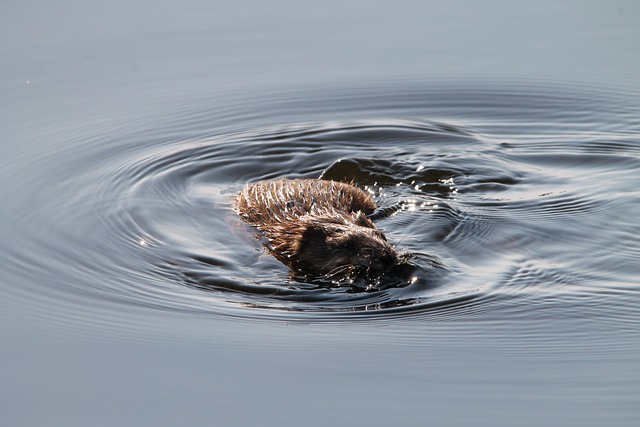 麝鼠 啮齿动物 北达科他州 - 上的免费照片