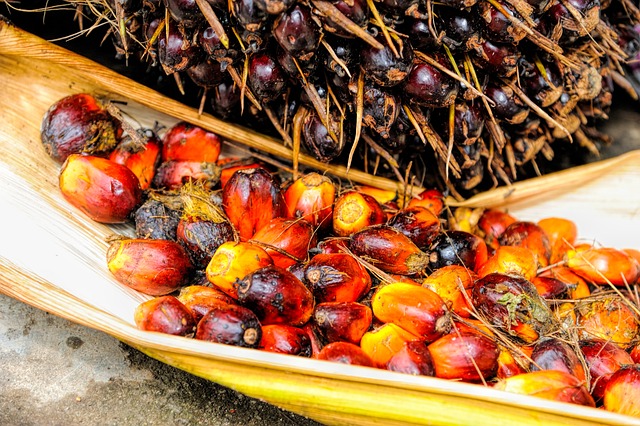棕榈 油 水果 - 上的免费照片