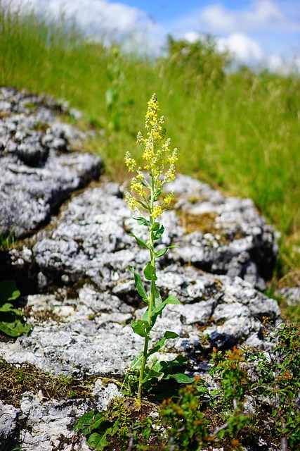 黑色 Mullein 花 开花 - 上的免费照片