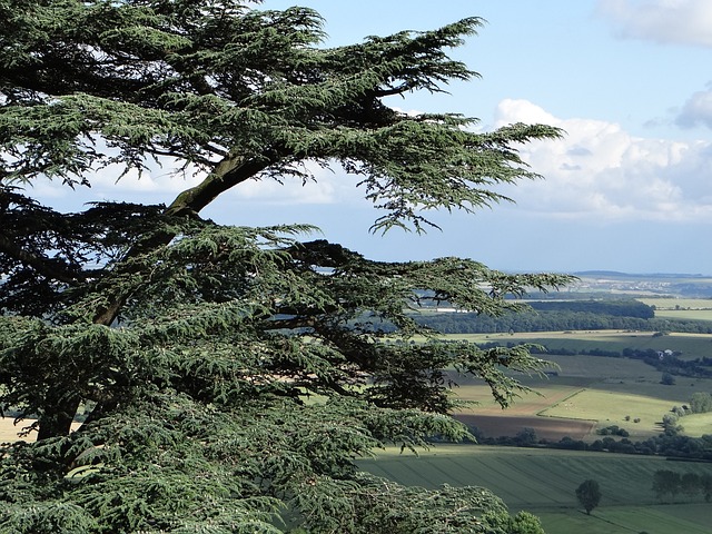 资产负债表雪松 雪松 树 - 上的免费照片