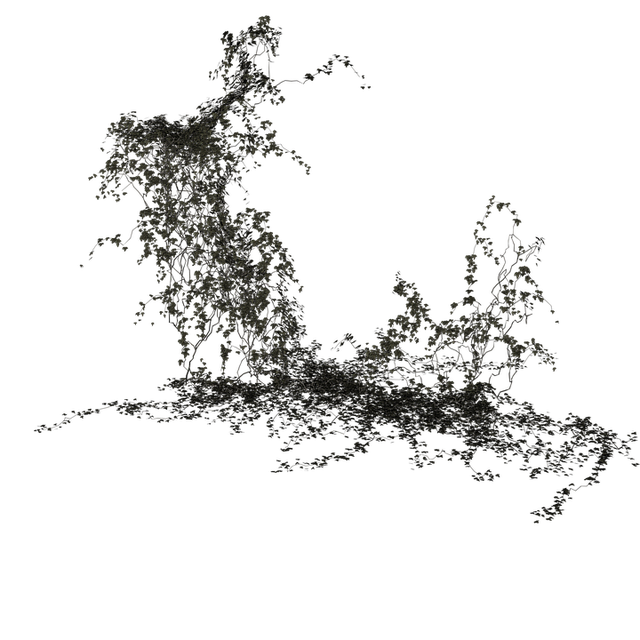 常春藤 植物 登山者植物 - 上的免费图片