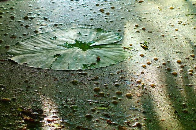 浮萍 枸杞 池塘 - 上的免费照片