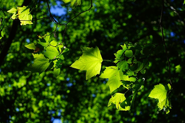 美国梧桐 树叶 树 - 上的免费照片