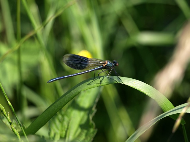 蜻蜓 草 自然 - 上的免费照片