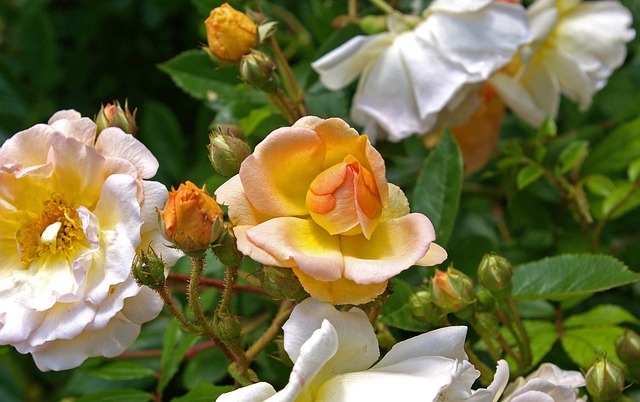 吉斯莱恩德菲利贡德 玫瑰 兰普勒玫瑰 - 上的免费照片