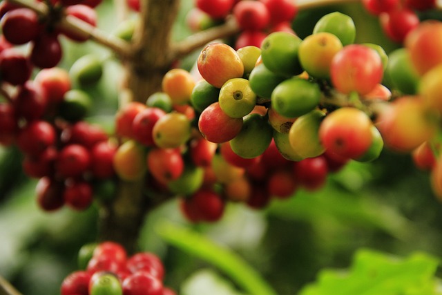 咖啡粒 成熟 农业 - 上的免费照片
