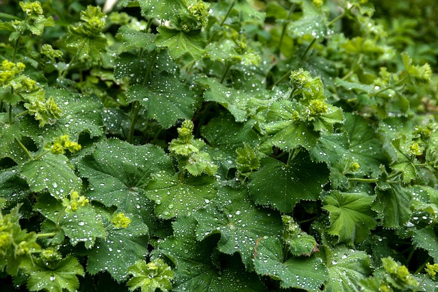Frauenmantel Alchemilla 植物 - 上的免费照片