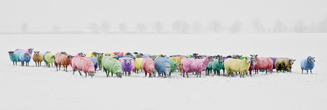 羊 丰富多彩的 彩色 - 上的免费照片