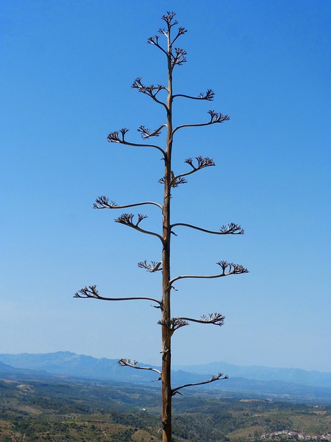 皮塔花 龙舌兰 阿扎瓦拉 - 上的免费照片