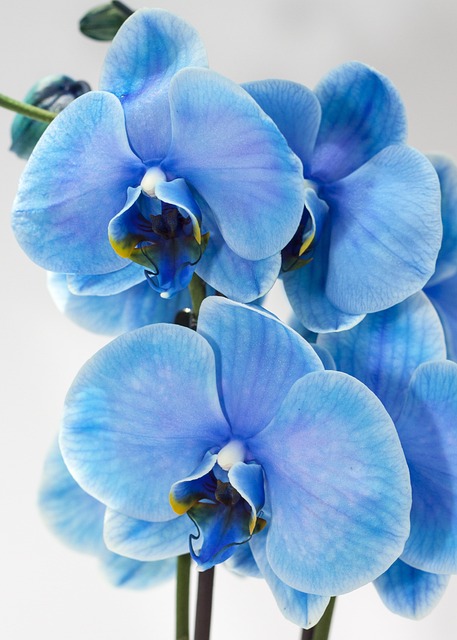 兰花 蓝色的 蝴蝶兰 - 上的免费照片