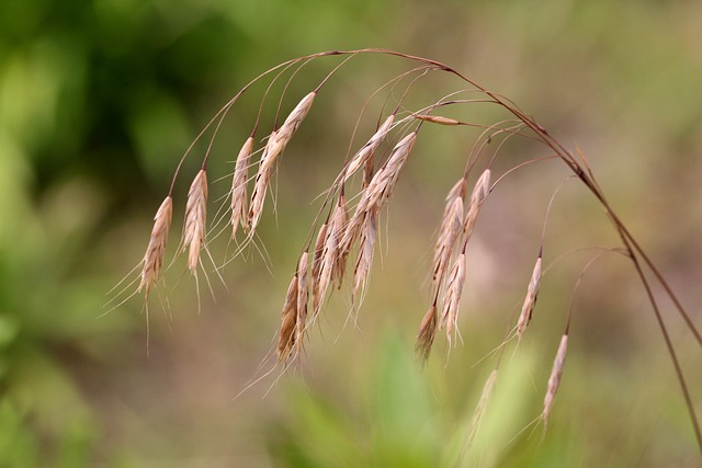 里德 植物 棕色的 - 上的免费照片