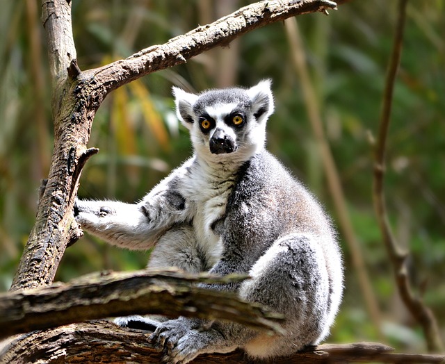 狐猴 动物 自然 - 上的免费照片