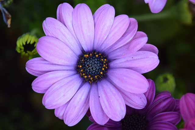 开普篮 关闭 开花 - 上的免费照片