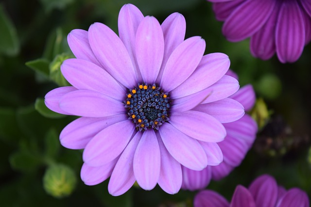 开普篮 粉色的 花 - 上的免费照片