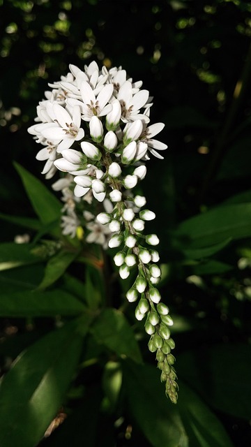 白色维罗妮卡 花 维罗妮卡 Spicata - 上的免费照片