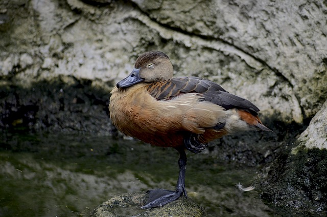 醇厚的鸟 单腿站立 睡觉 - 上的免费照片