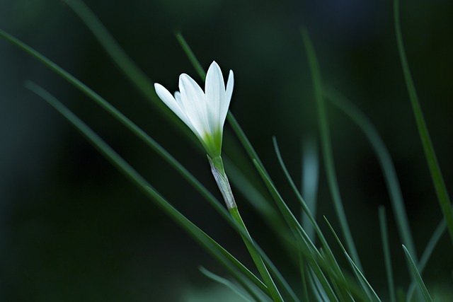 雨百合 阿塔马斯科百合 白色的 - 上的免费照片
