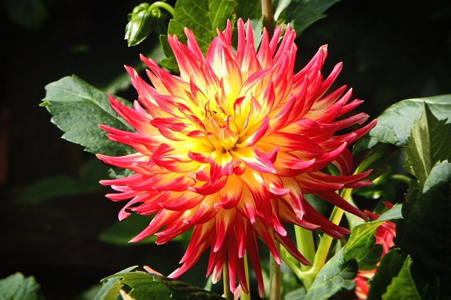 大丽花 Georgine 复合材料 - 上的免费照片