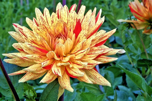 大丽花 Georgine 复合材料 - 上的免费照片