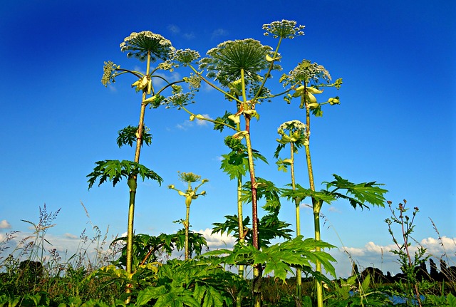 巨型猪草 植物 赫拉克勒姆 - 上的免费照片