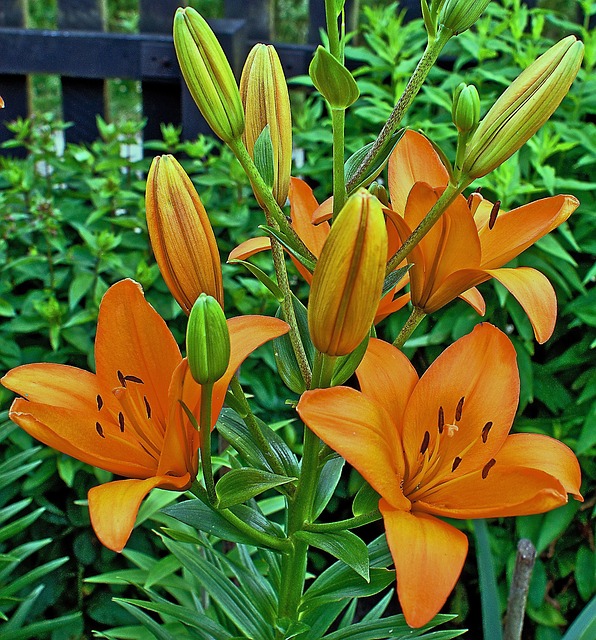 百合 花 花杯 - 上的免费照片