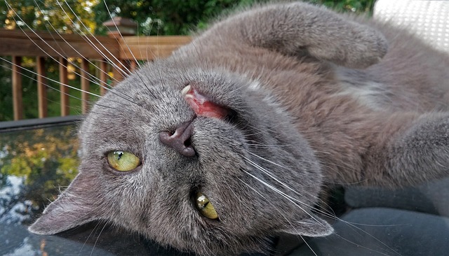 猫 猫科动物 有趣的 - 上的免费照片