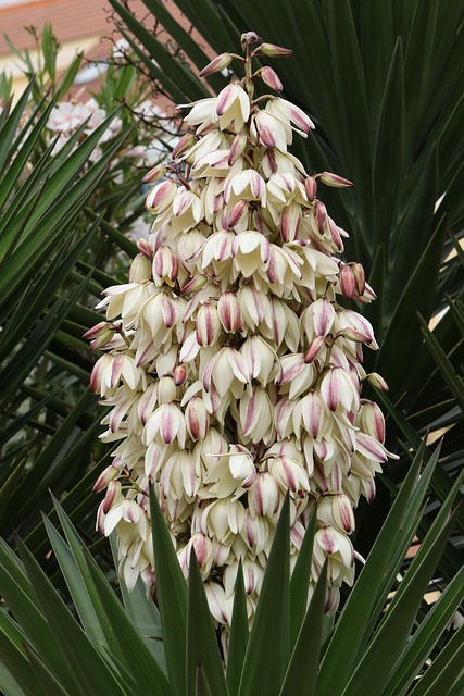 丝兰 多年生 园林植物 - 上的免费照片