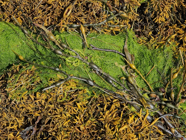 海藻 海 杂草 - 上的免费照片