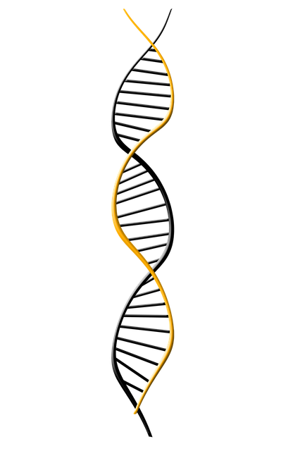 Dna 脱氧核糖核酸 域名解析 - 上的免费图片