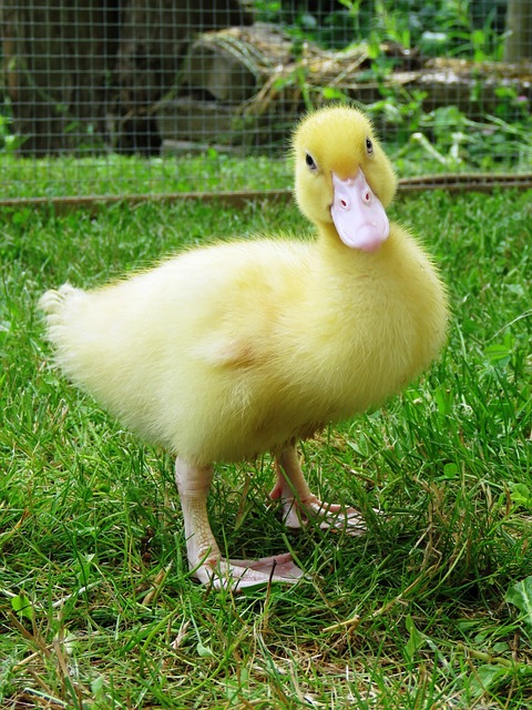 鸭 小鸡 水禽 - 上的免费照片