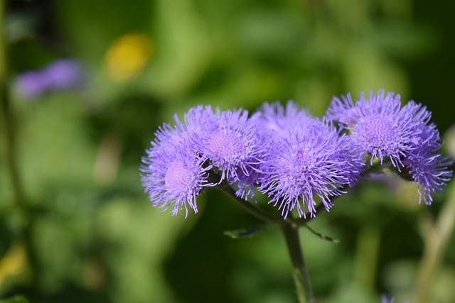胜 Houstonianum 开花 - 上的免费照片