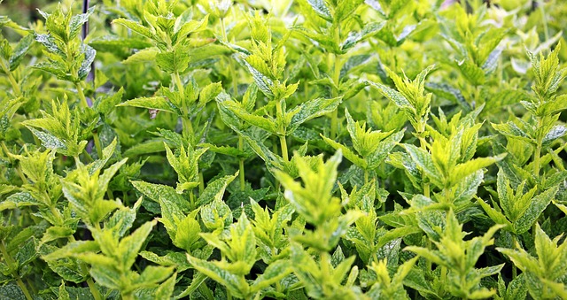 薄荷 绿色薄荷 植物 - 上的免费照片