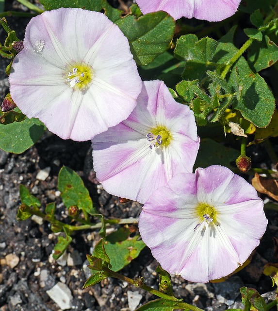 旋花 开花 亚种 - 上的免费照片