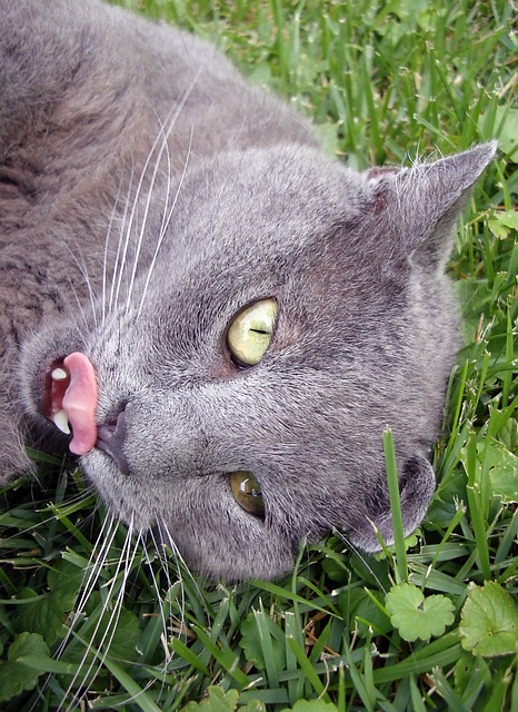 猫 猫科动物 搞笑的表情 - 上的免费照片