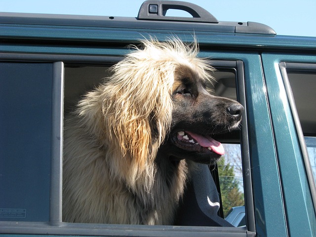 家犬 犬类 Leonberger - 上的免费照片