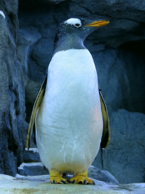 Gentoo 企鹅 卡尔加里动物园 - 上的免费照片