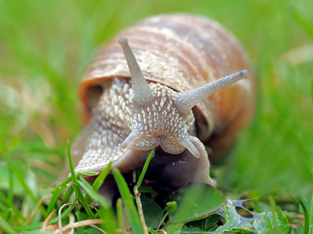 蜗牛 软体动物 Moluske - 上的免费照片