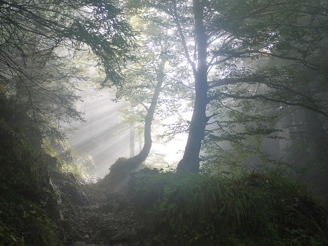 树木 阳光 多雾路段 - 上的免费照片