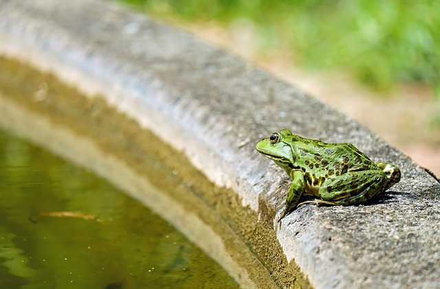 青蛙 水的青蛙 动物 - 上的免费照片