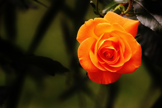 玫瑰 橙玫瑰 橙花 - 上的免费照片