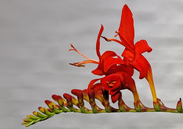 蒙布雷蒂 花园蒙布雷蒂 Crocosmia × - 上的免费照片
