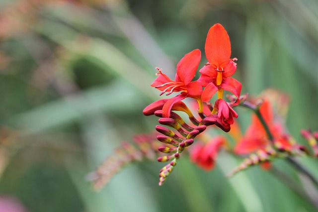 蒙布雷蒂 花园蒙布雷蒂 Crocosmia × - 上的免费照片